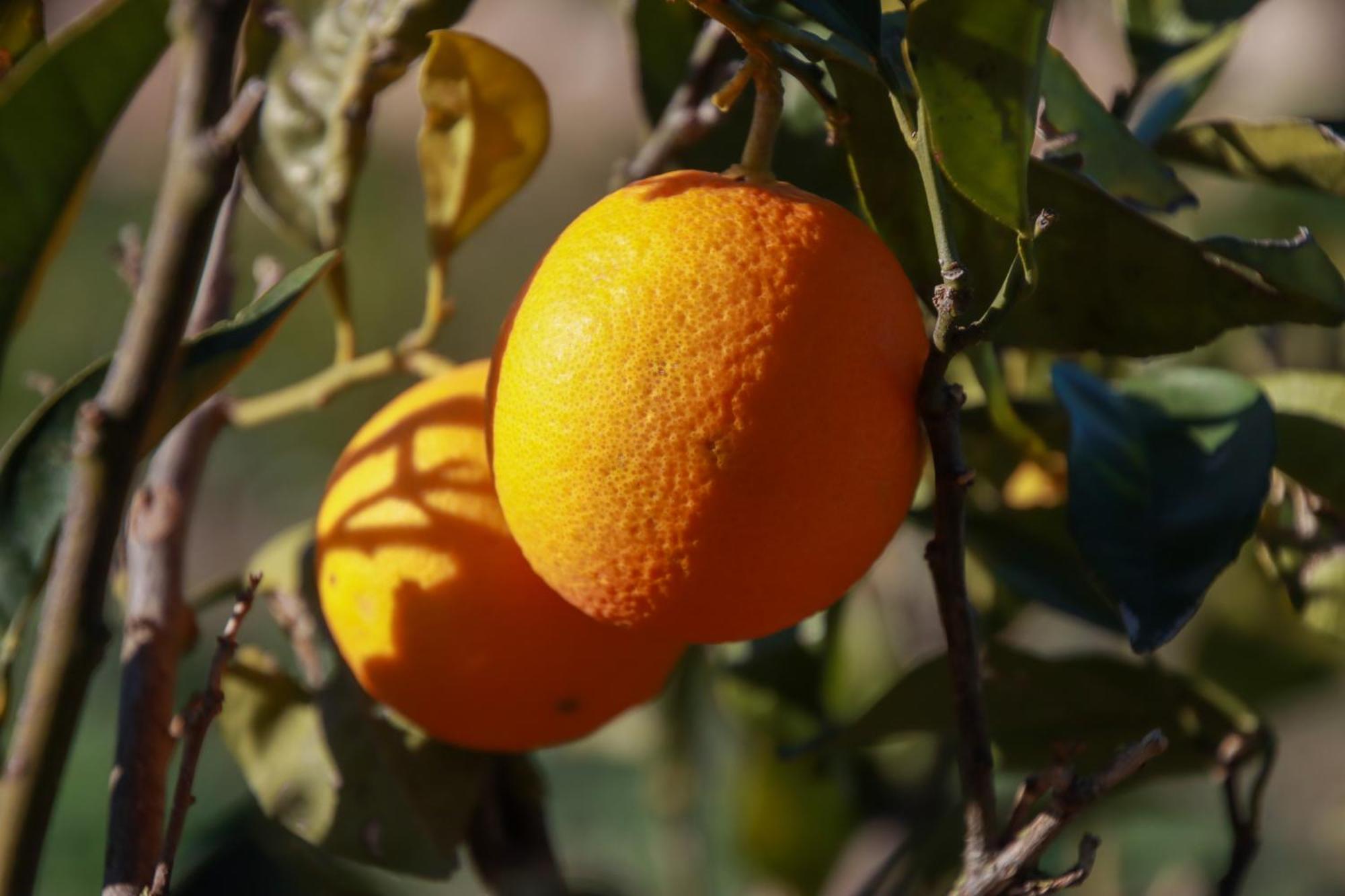 קיארמונטה גולפי La Bella Vita Agriturismo מראה חיצוני תמונה